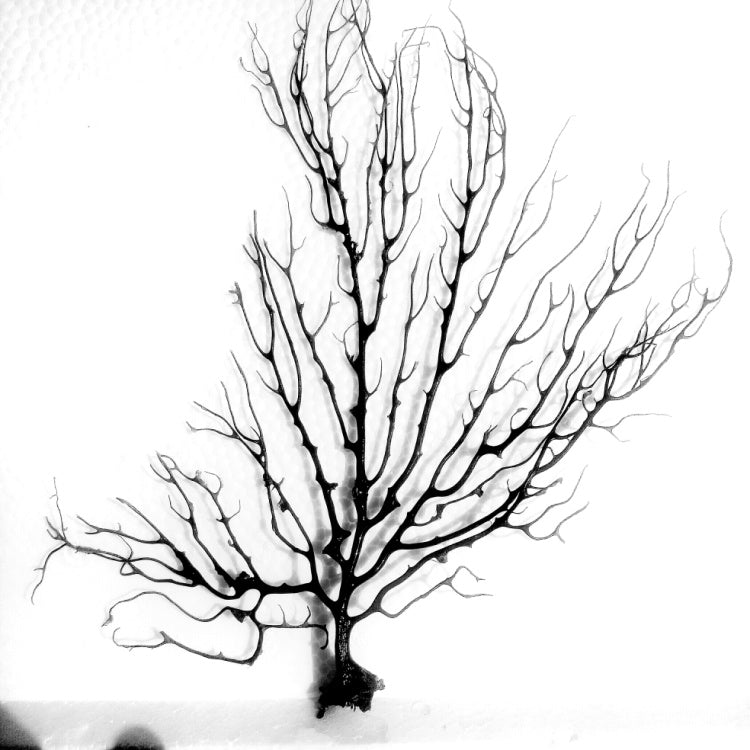 Black Sea Fan Fish Tank Aquarium Decoration Sea Coral Ornament natural sea tree